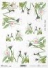 stokrotka, stokrotki, kwiat, ogród, łąka, wiosna, autorka grafiki Maria Kopeć, R901, daisy, daisies, flower, garden, meadow, spring, Gänseblümchen, Blume, Garten, Wiese, Frühling, margaritas, flor, jardín, prado, primavera